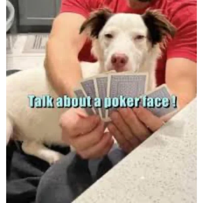 squinting dog poker face meme