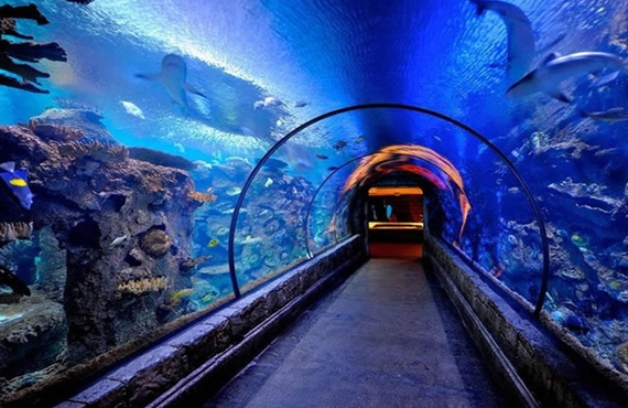 The Shark Reef Aquarium in Las Vegas